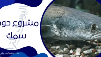 مشروع حوض سمك