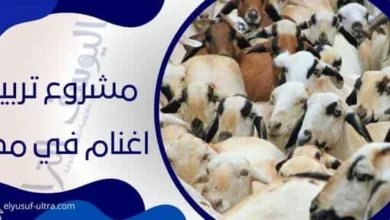 مشروع تربية اغنام في مصر