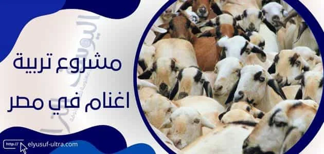 مشروع تربية اغنام في مصر