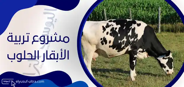 مشروع تربية الأبقار الحلوب