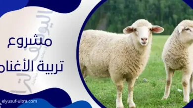 مشروع تربية الأغنام