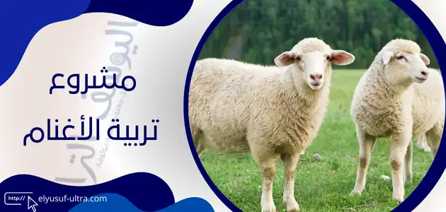 مشروع تربية الأغنام