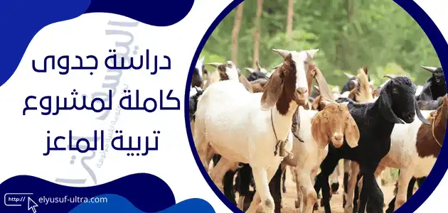 مشروع تربية الماعز