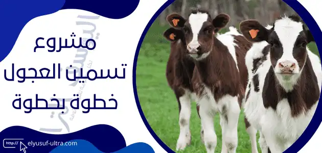 مشروع تسمين عجول